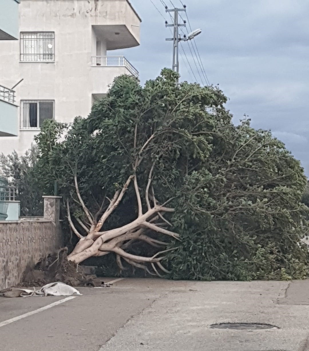 Cbd30539 35F3 4F65 Adac 470D6D5B6Bae