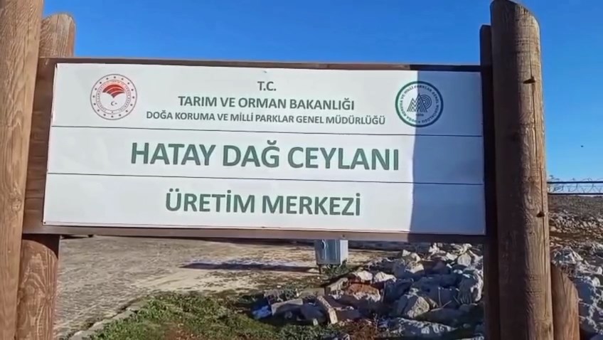 Hatay Dag Ceylanlari (1)