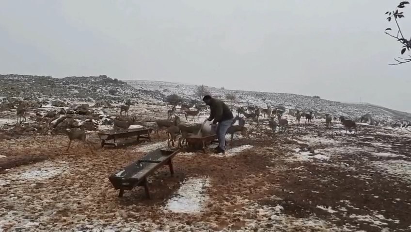 Hatay Dag Ceylanlari (2)