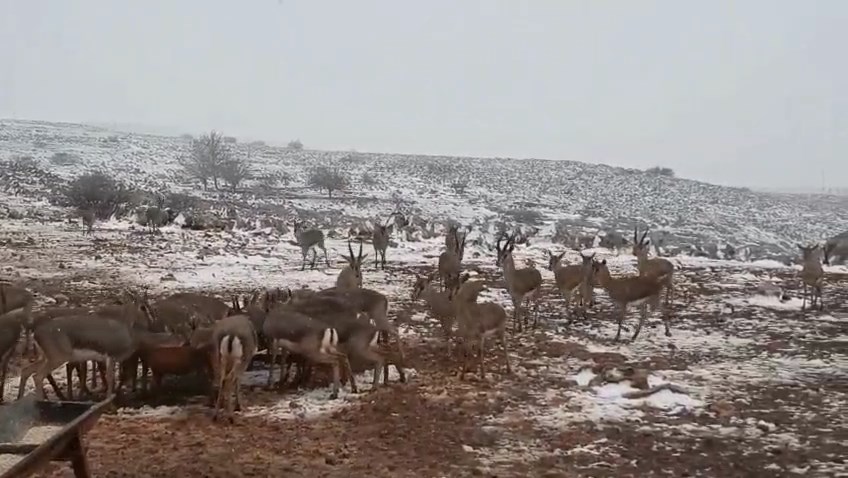 Hatay Dag Ceylanlari (3)