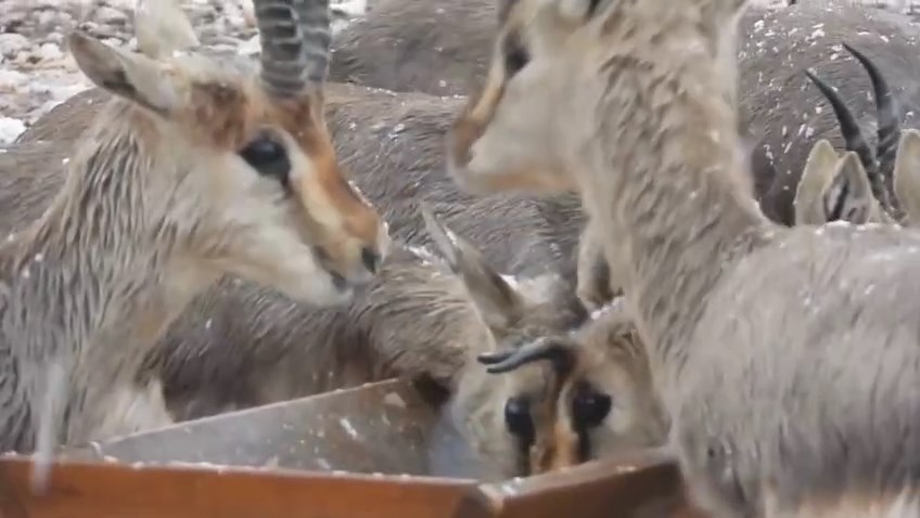 Hatay Dag Ceylanlari (4)