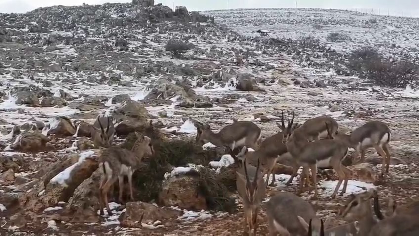 Hatay Dag Ceylanlari (7)