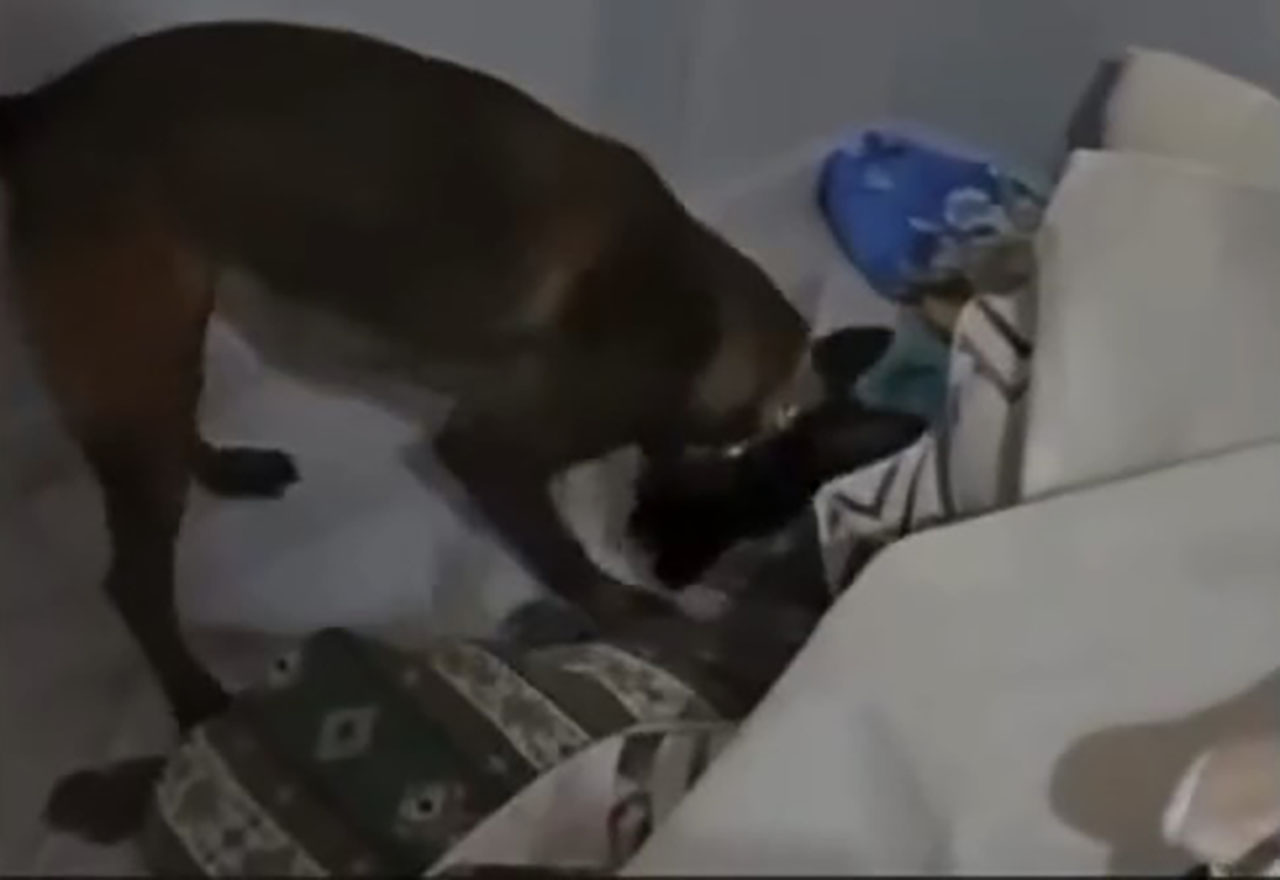 Hatayda Operasyon 16 Tutuklamax (2)