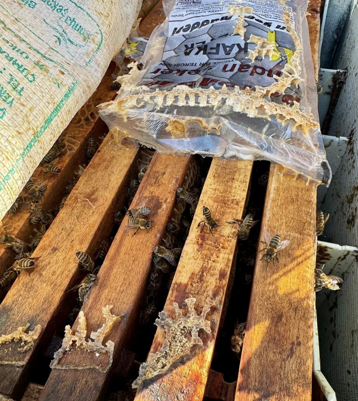 Tarım Muduru Arı (4)