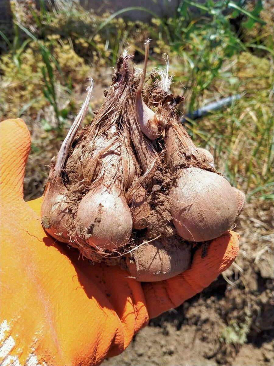 641642314 1483567003562721 1508621944178196302 N