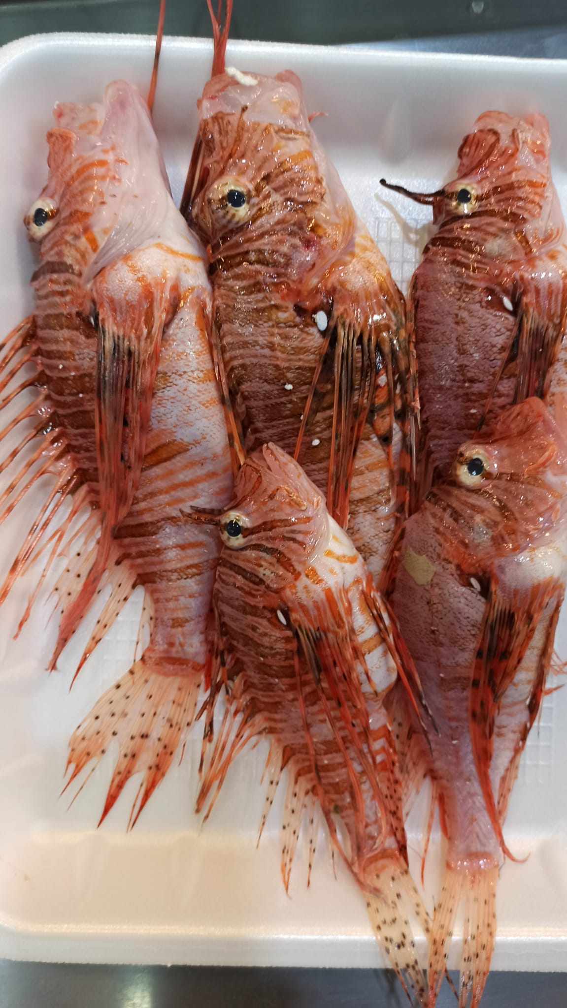 96188D6A 5D77 44E3 Bd0F 05Db9C9Ad77F