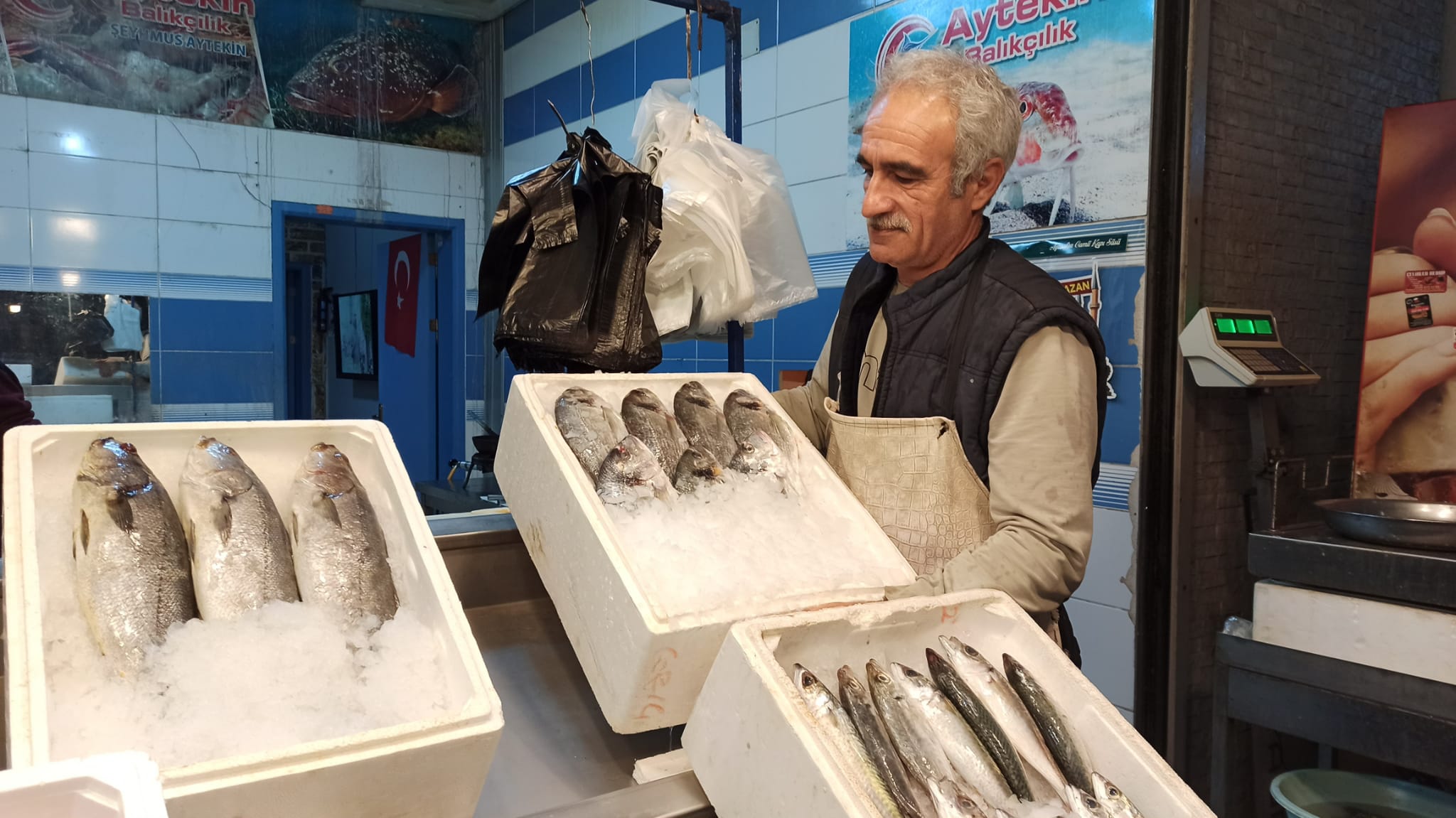 Balik Cesitliligi (1)