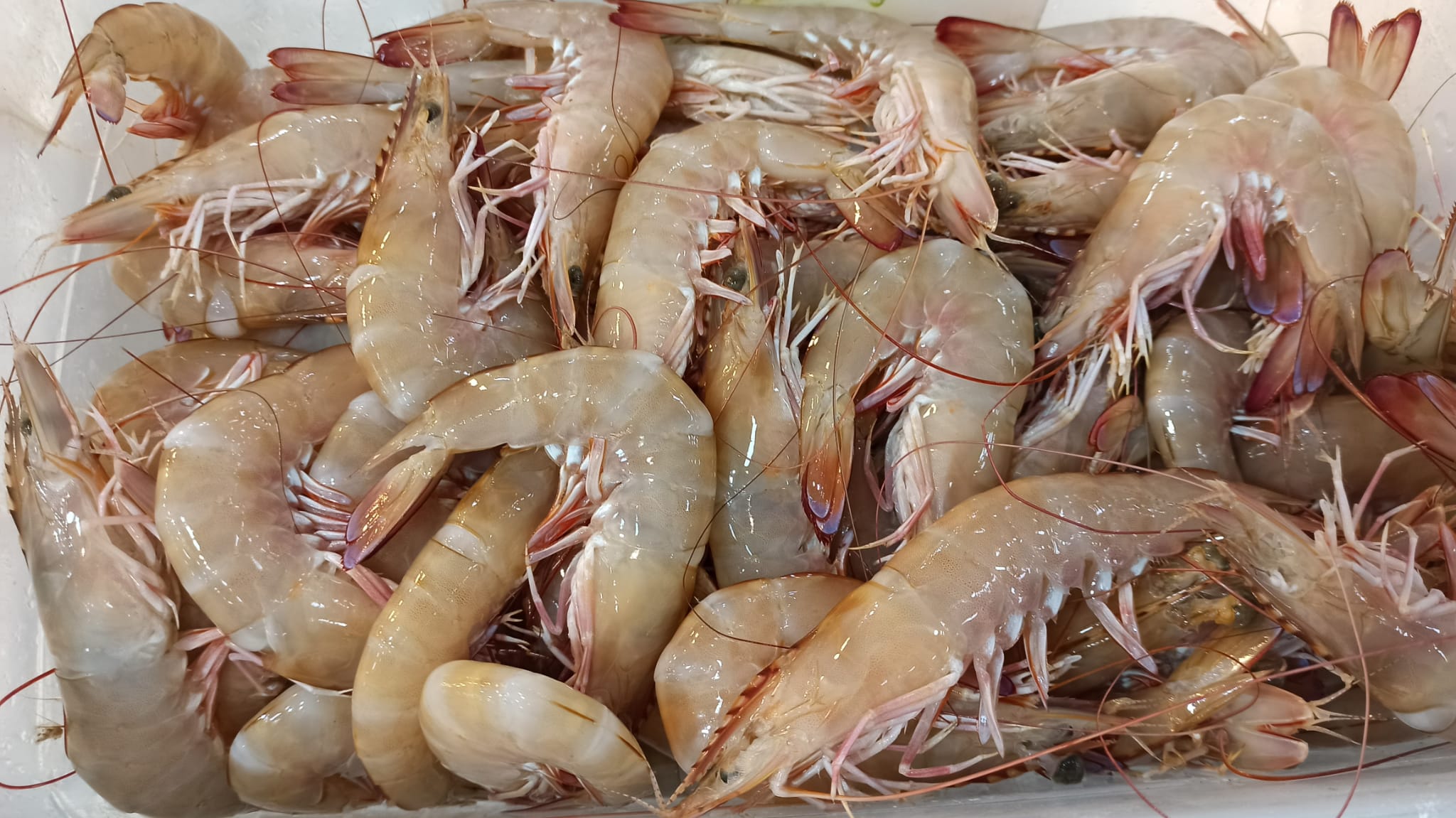 Balik Cesitliligi (3)