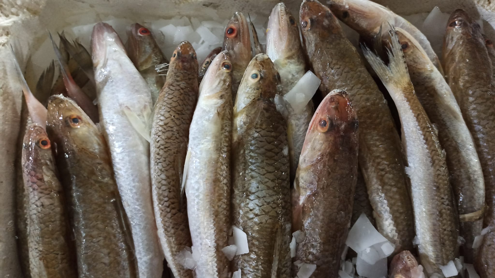 Balik Cesitliligi (5)