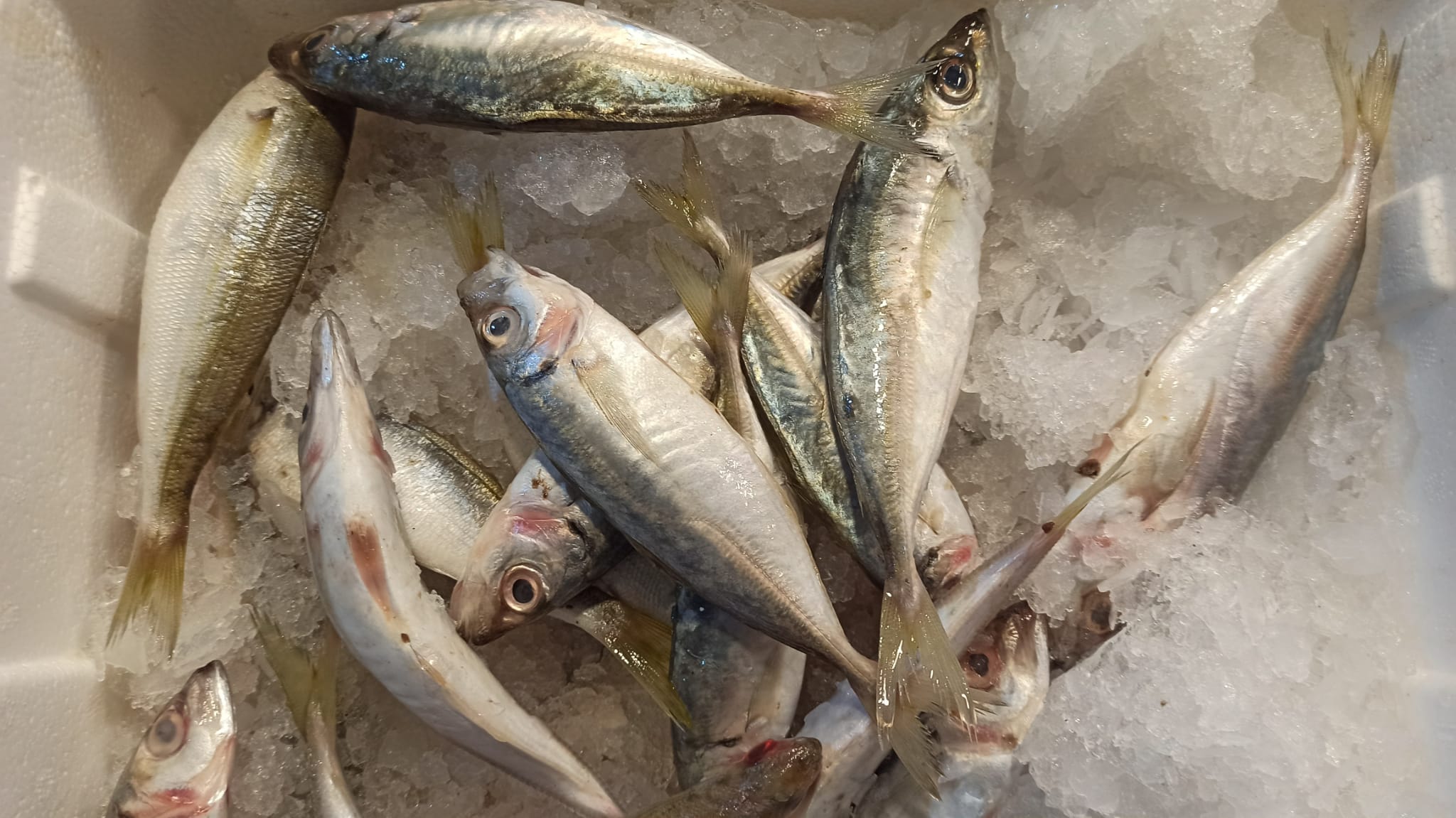 Balik Cesitliligi (6)