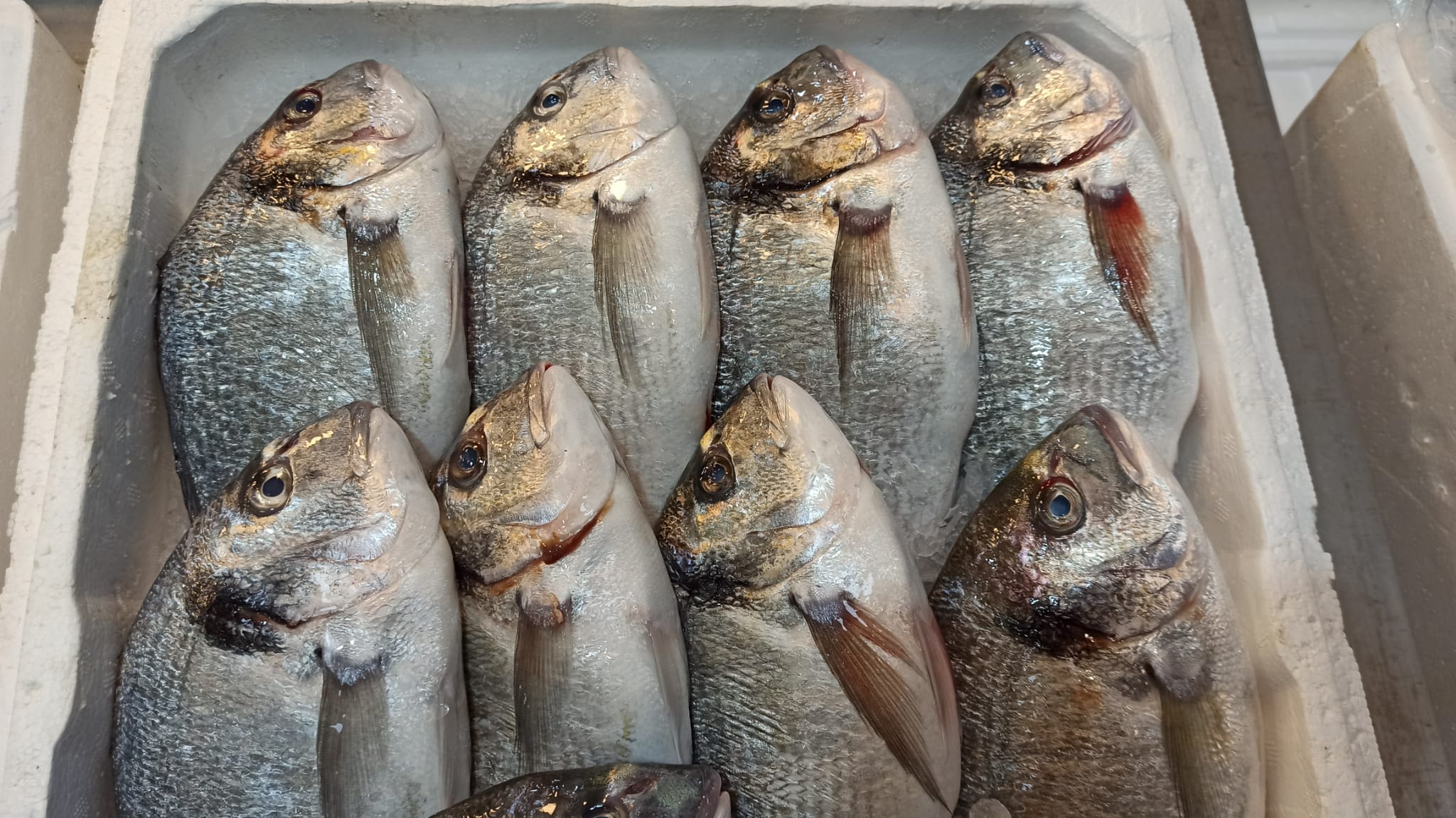 Balik Cesitliligi (7)