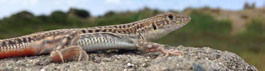 Iskenderun Kertenkelesi