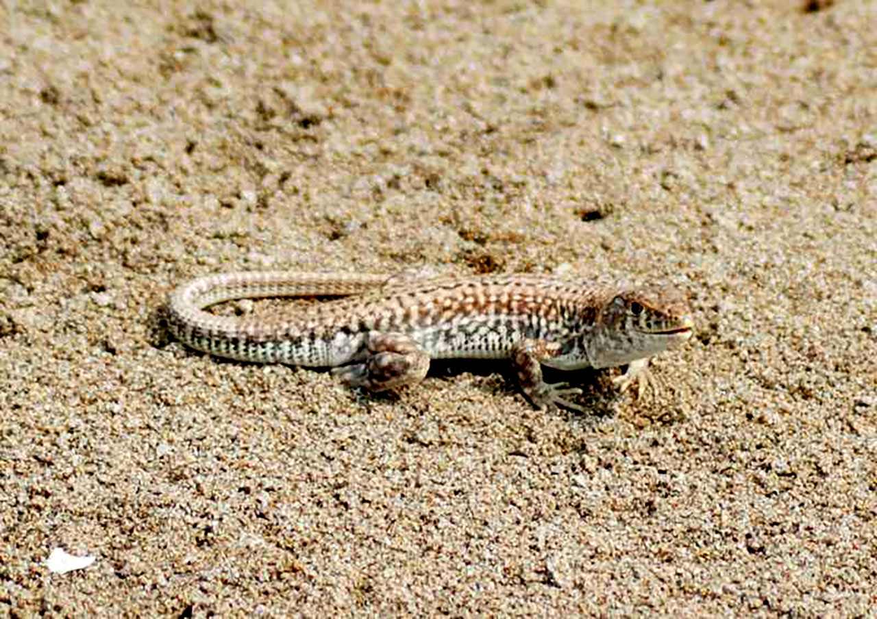 Iskenderun Kertenkelesi1