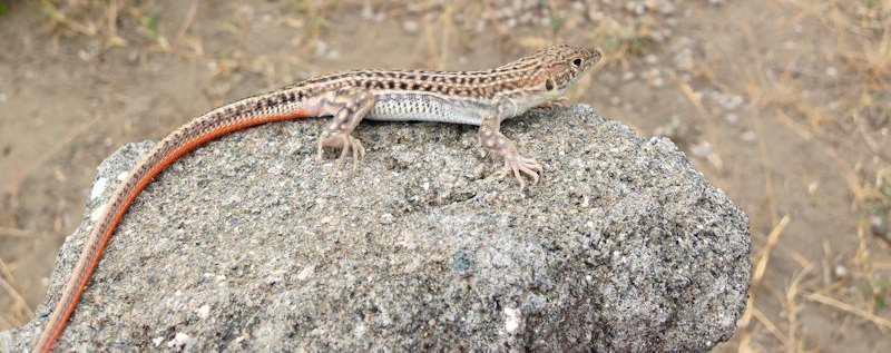 Iskenderun Kertenkelesi2