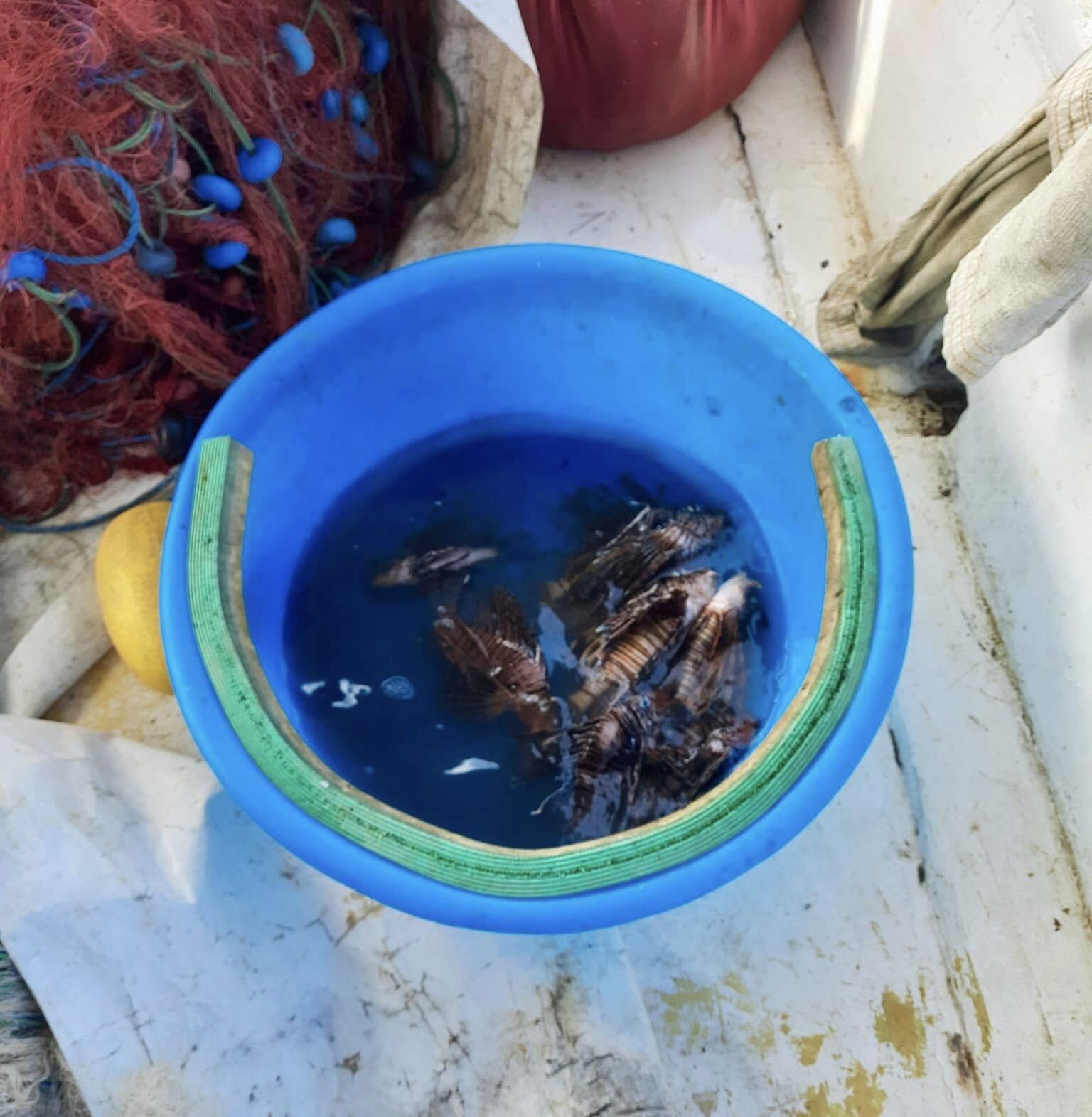 Denizde Istilacı Tur (3)