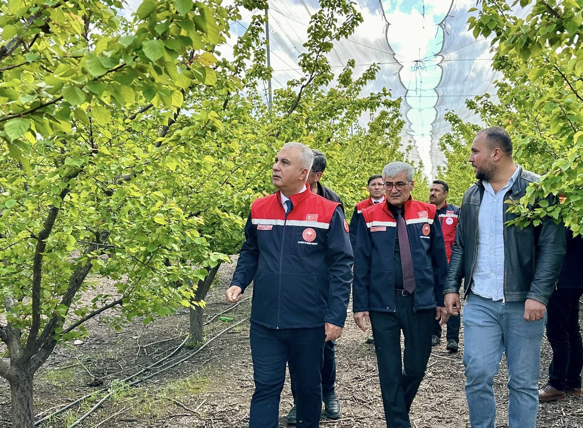 Erkencil Kayısı (1)