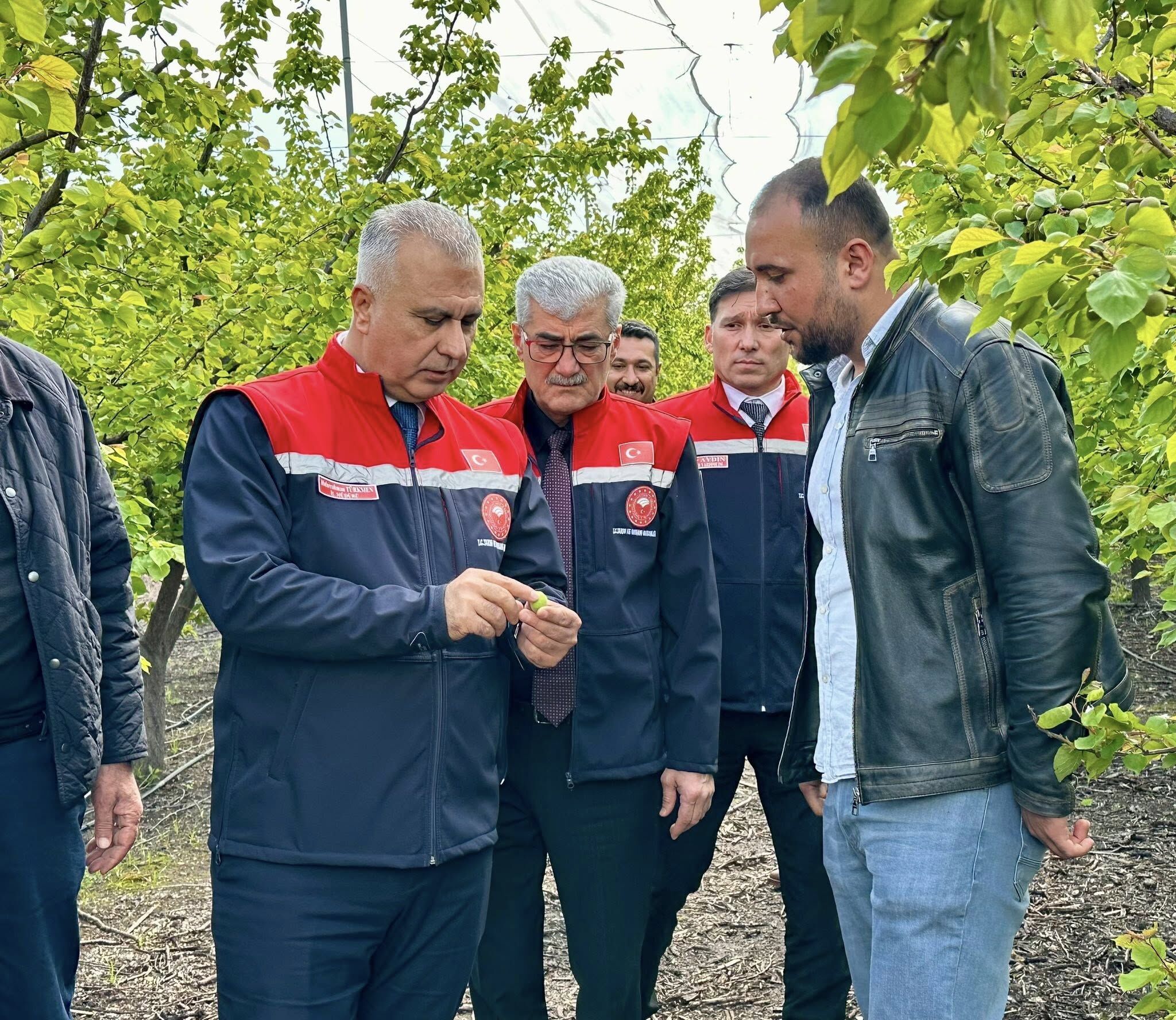 Erkencil Kayısı (2)