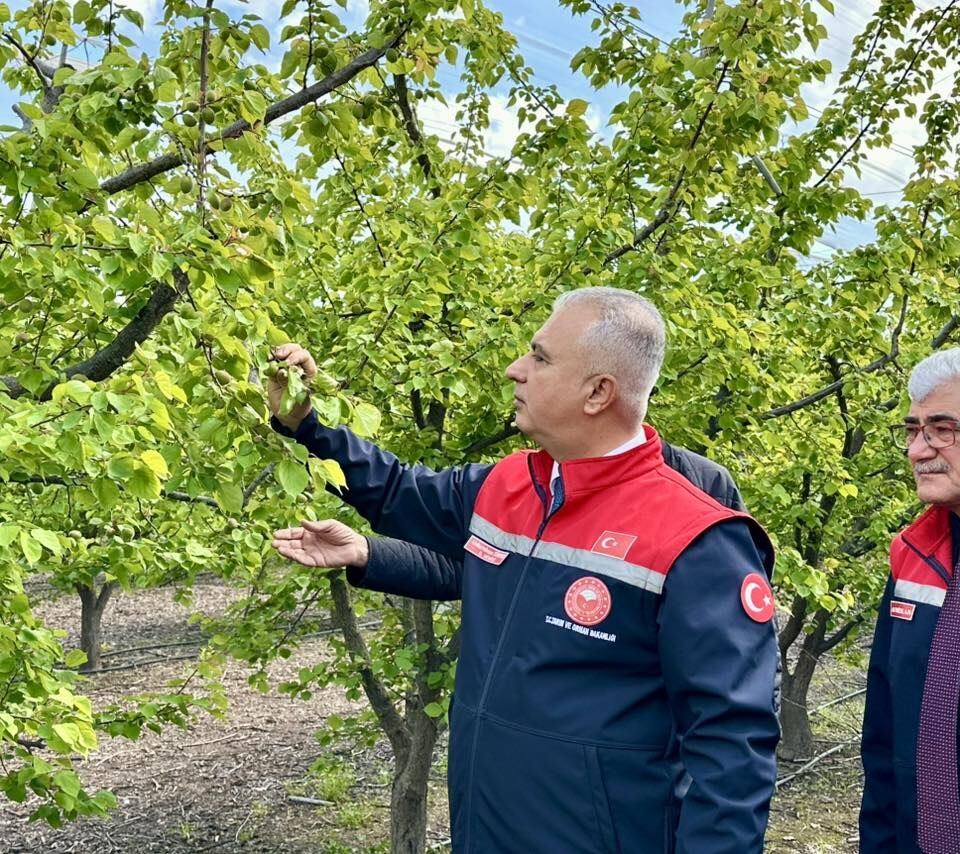 Erkencil Kayısı (3)