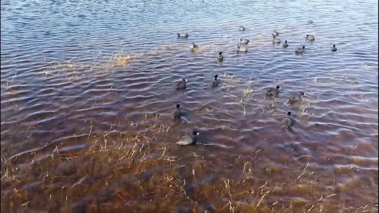 Meliha Sulak Alani (6)