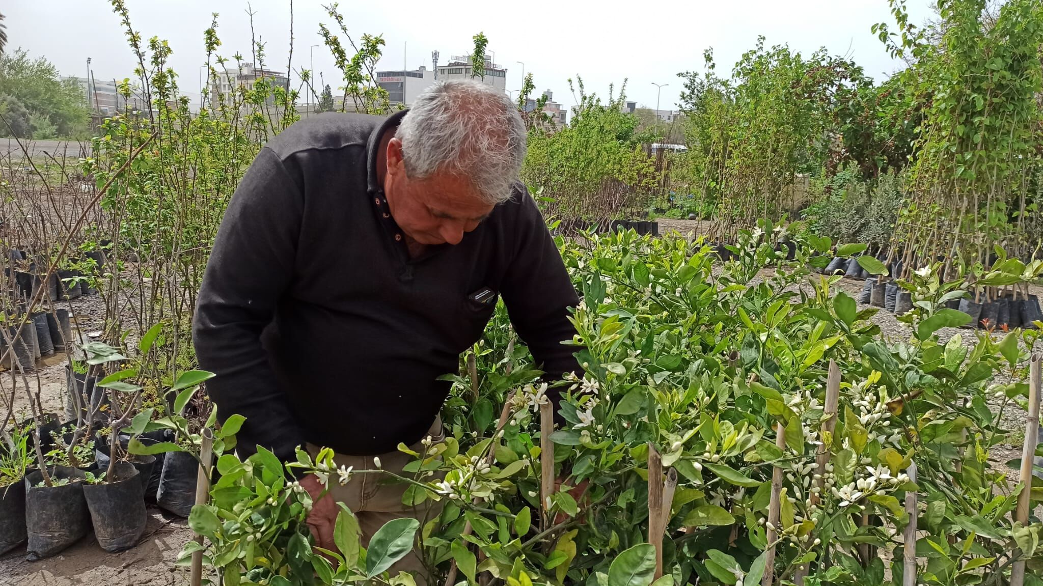 Fide Fidan Alim Satimi (1)