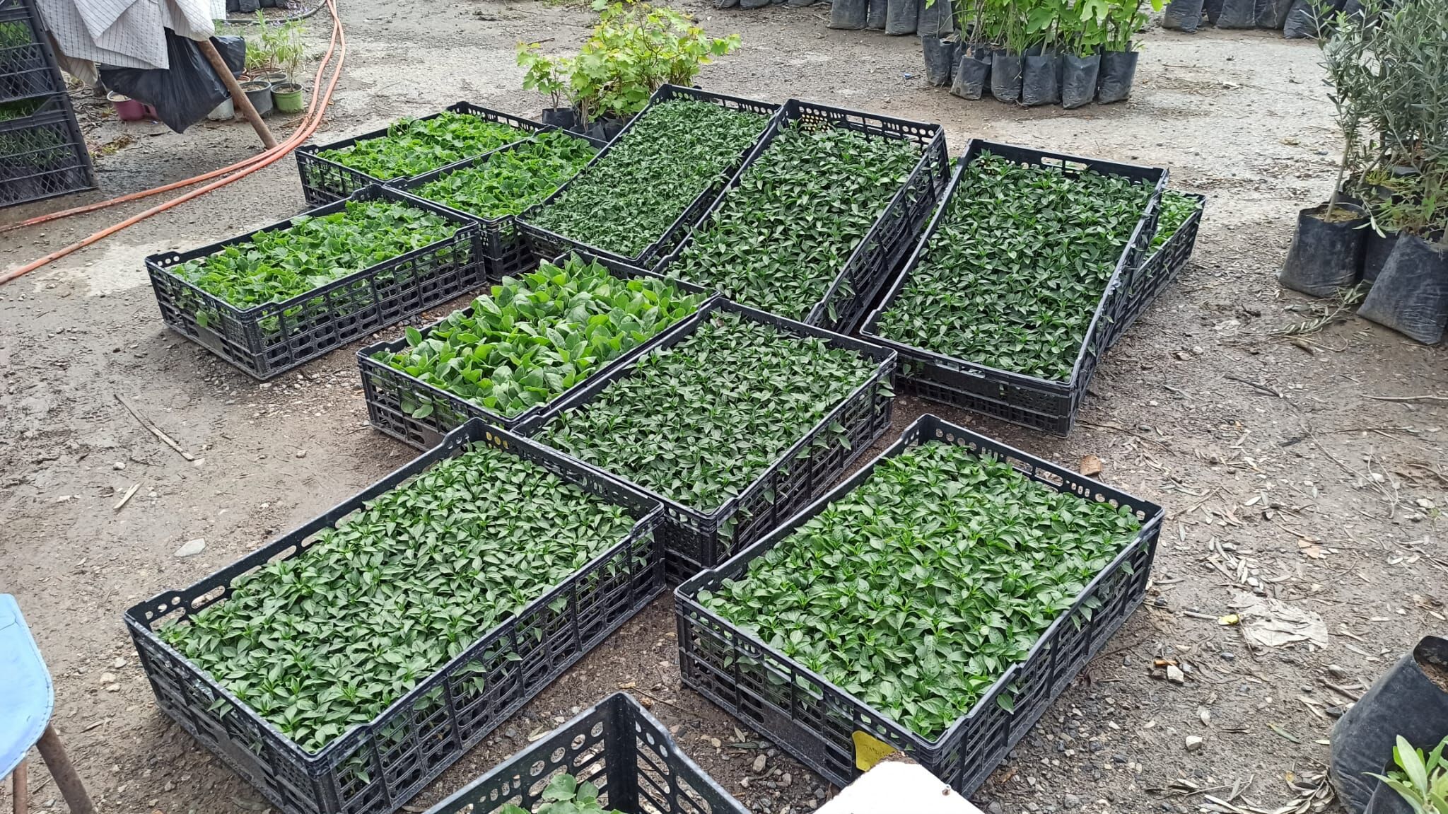 Fide Fidan Alim Satimi (2)