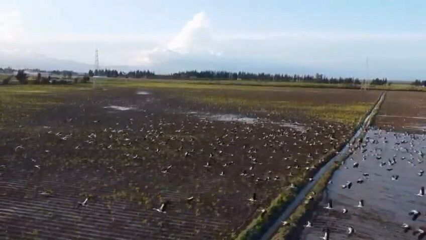 Leylekler Goc Yolunda (1)