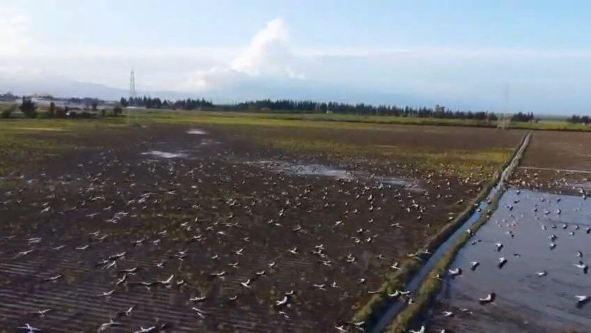 Leylekler Goc Yolunda (2)