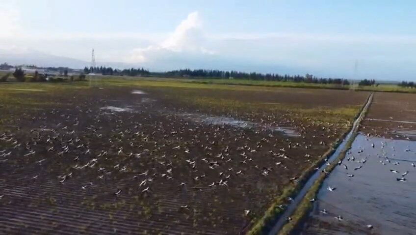 Leylekler Goc Yolunda (3)