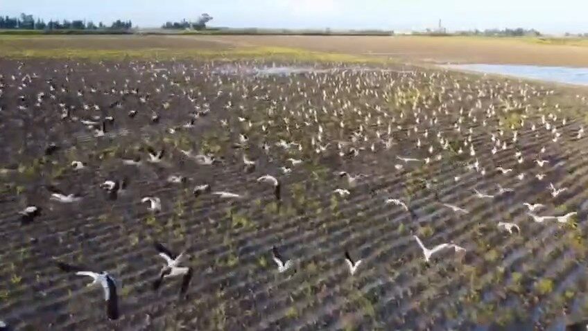 Leylekler Goc Yolunda (4)