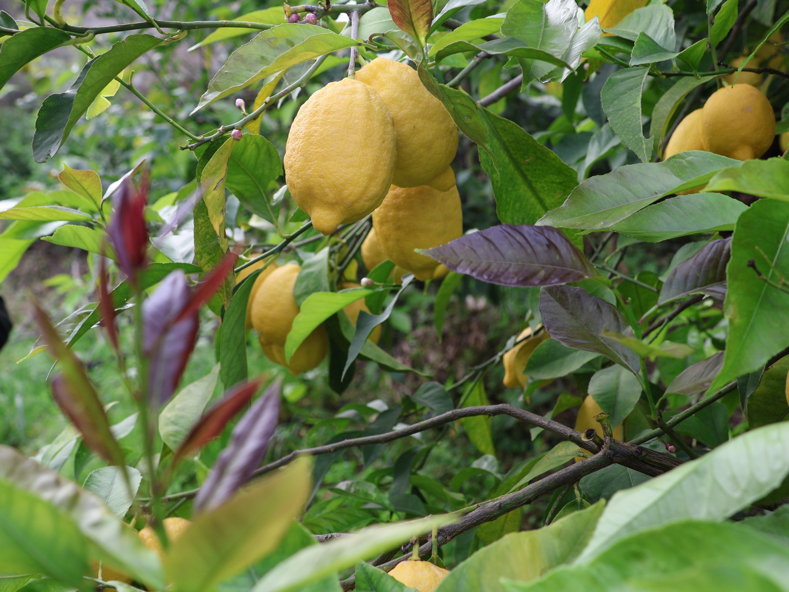 Limon Hasat (1)