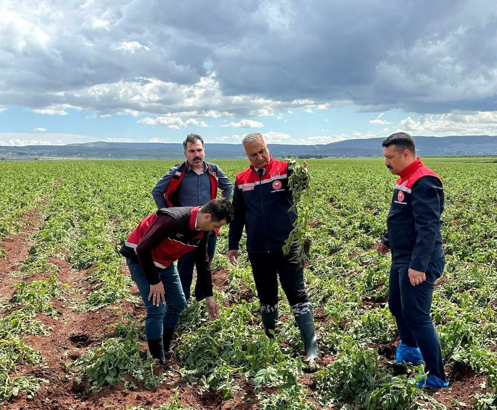 Patates Sogan Tarlası (1)