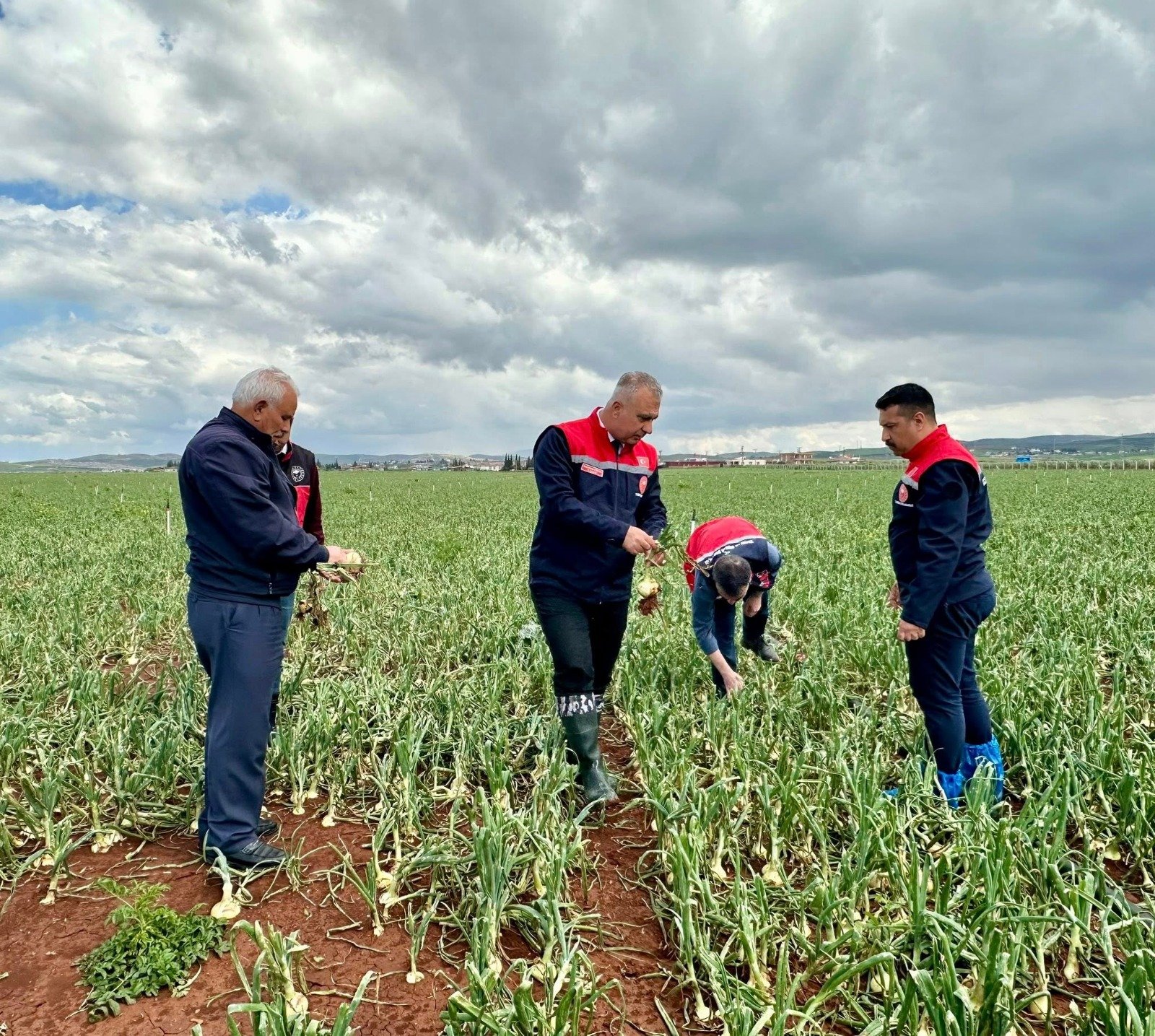 Patates Sogan Tarlası (2)