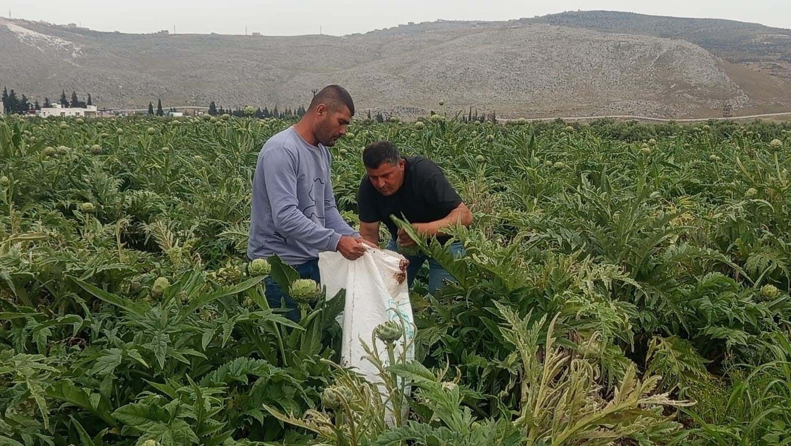 Enginar (2)