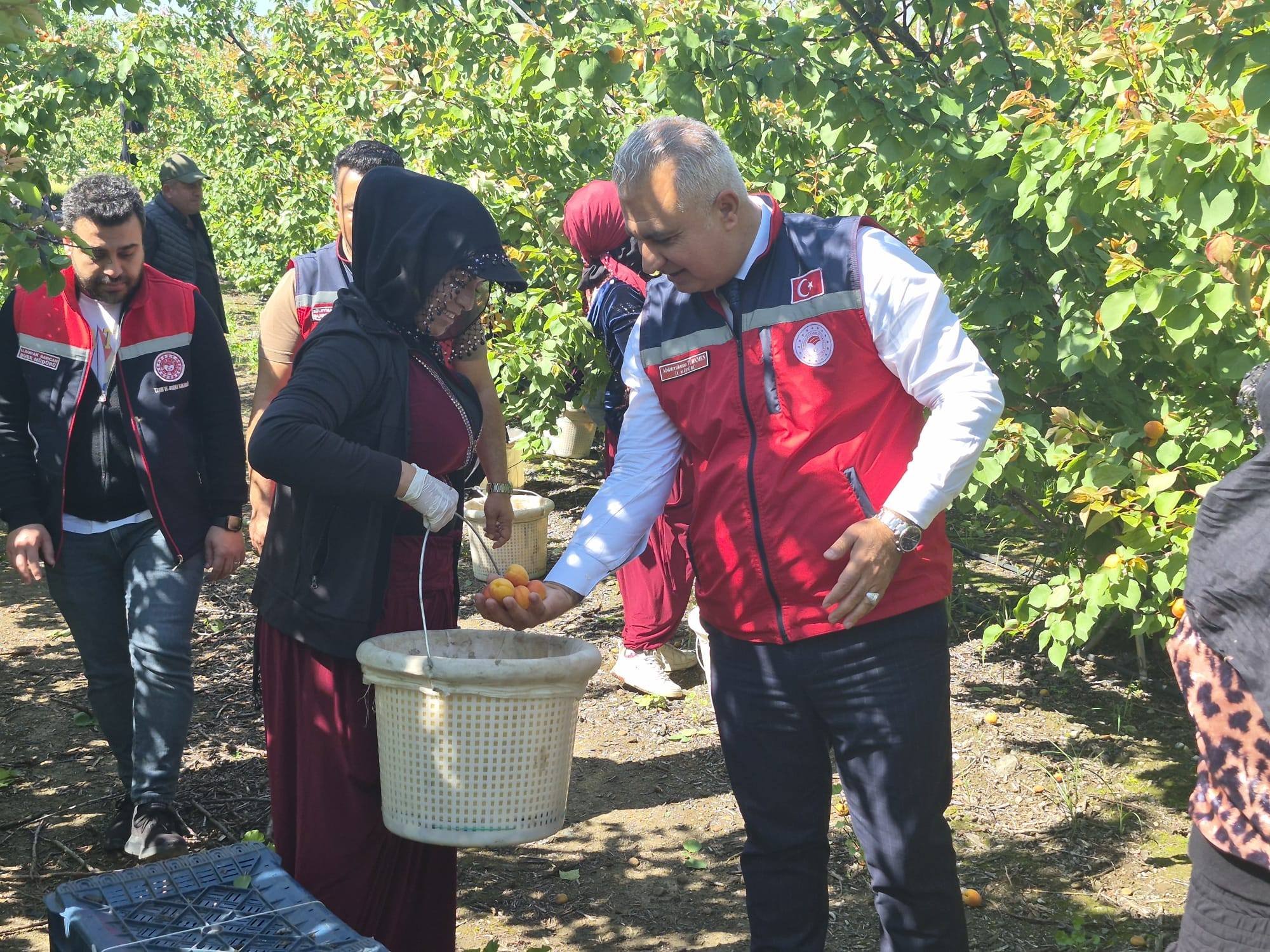 Erkencil Kayısı Hasadı (4)