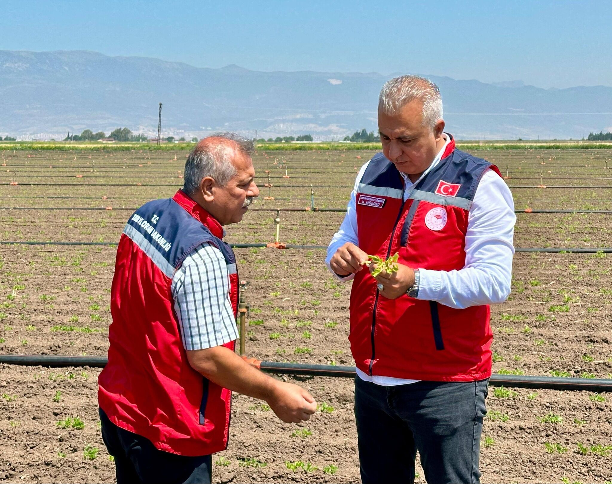 Yer Fıstıgı (1)