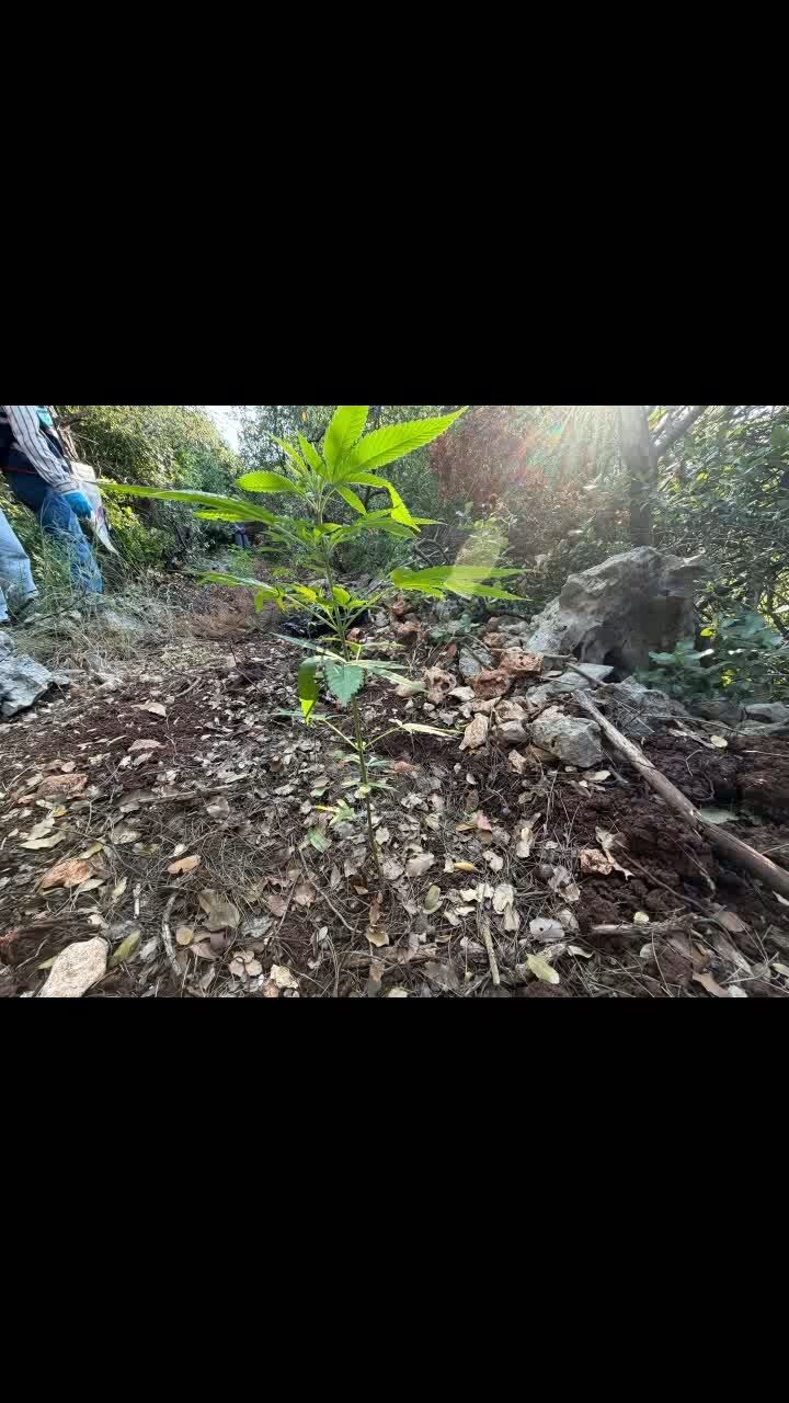 I M G 7283.Mp4 Snapshot 00.55.549