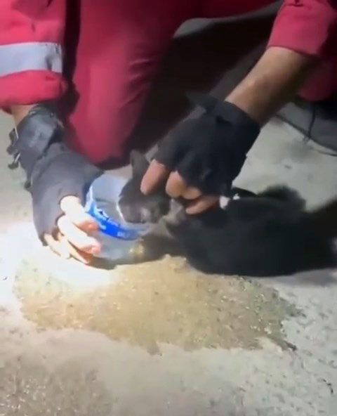 Kedi Kurtarma
