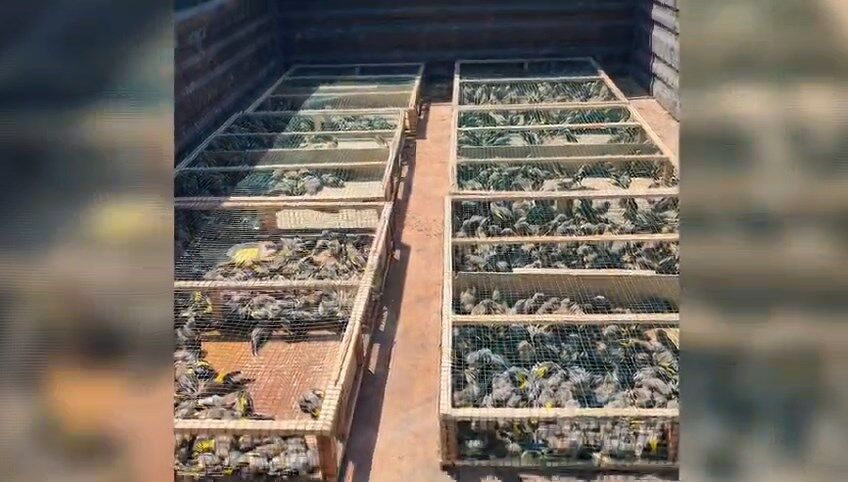 Saka Operasyonu (2)