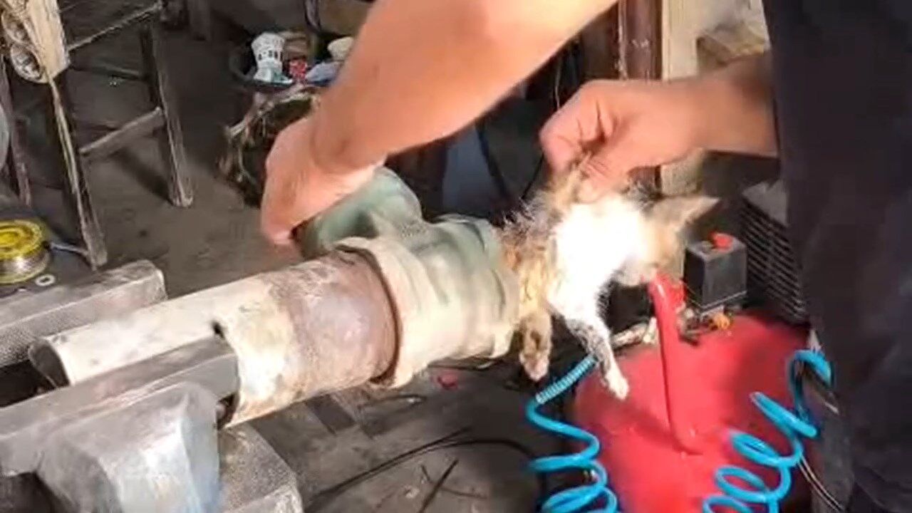 Kedi Vanaya Girdi Kurtarildi.mp4 Snapshot 01.08.131
