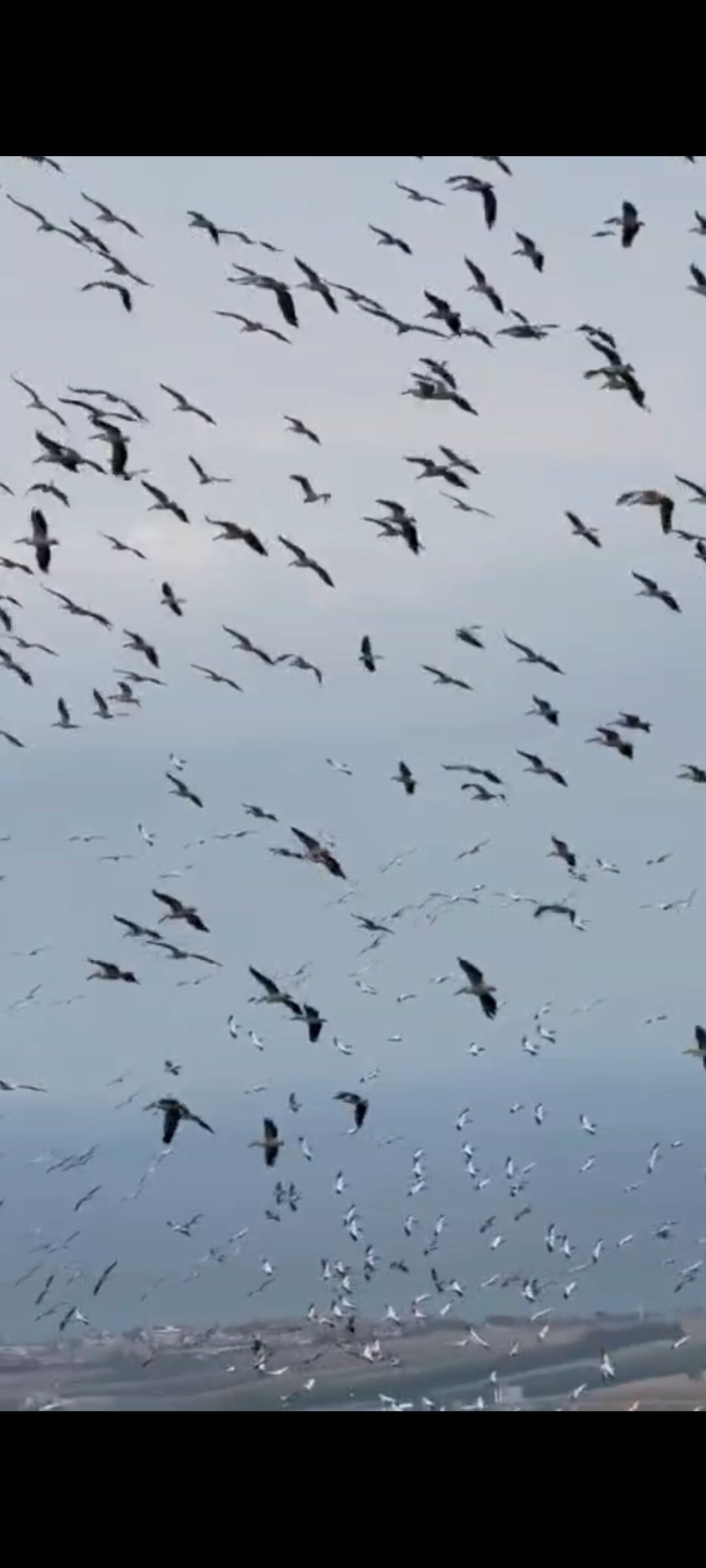 Göç yolculuğu renkli görüntülere sahne oldu